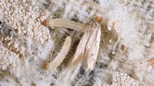 Carpet Moths: How To Get Rid Of Carpet Moth And Restore Your Carpet