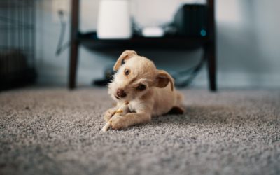 4 Signs it’s Time to Have Your Carpet Cleaned